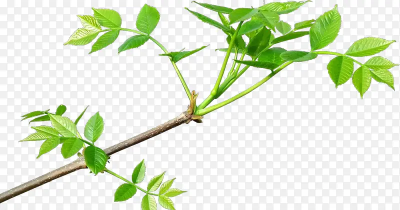 ��ͨ ��֦ ��ҩ-������