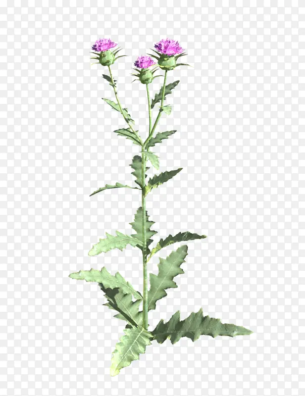 ֲ�� �� �ݱ�ֲ��-������