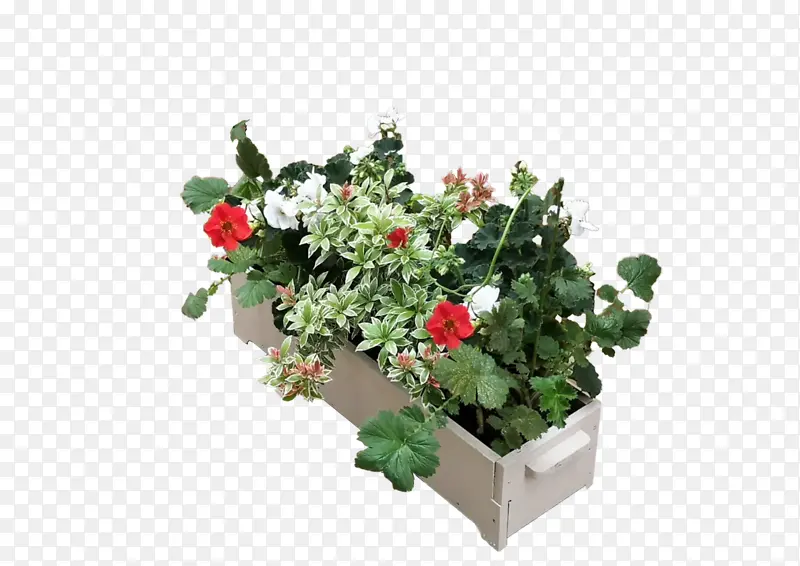 ������� ���� ����-������