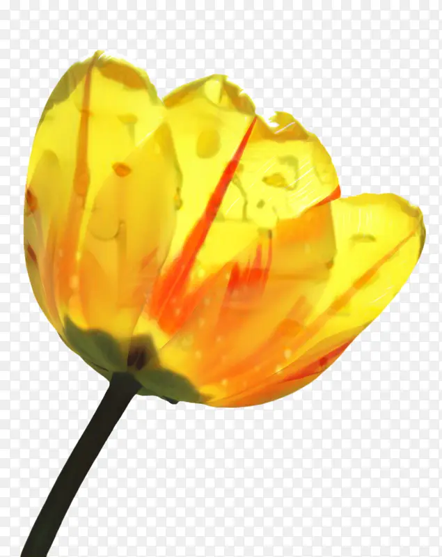 ������ ���� ֲ��-������