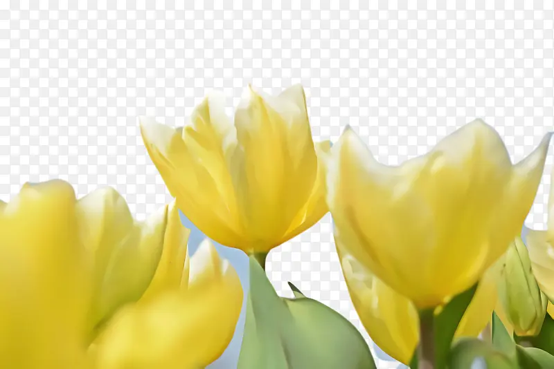 ������ �� ֲ��-������