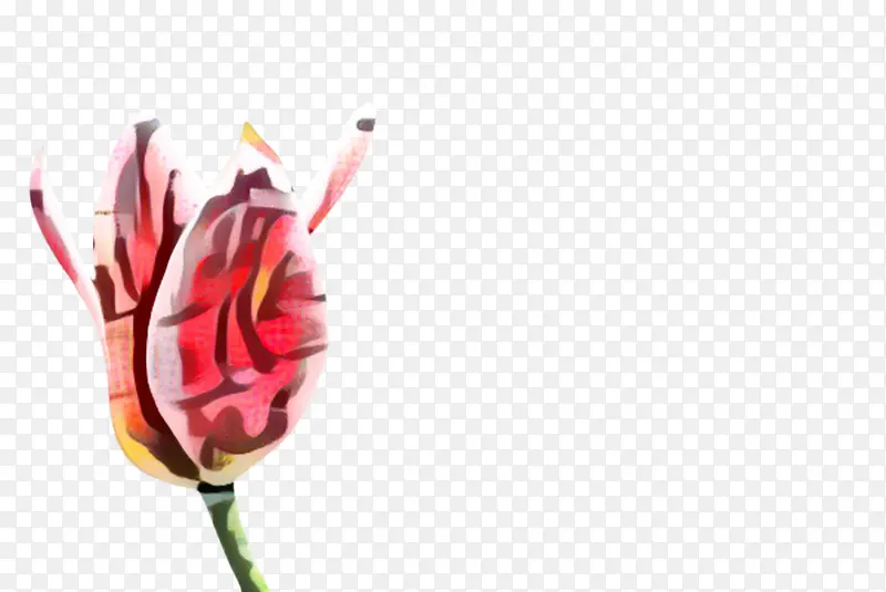 ������ ���� ֲ��-������