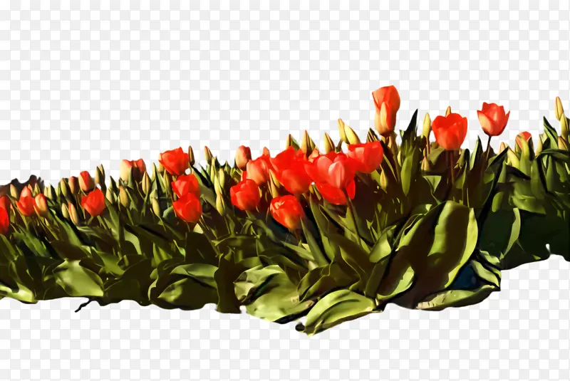 ������ �� ֲ��-������