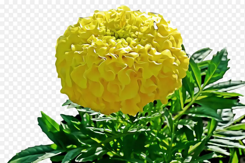 ���پ� ���� ����-������