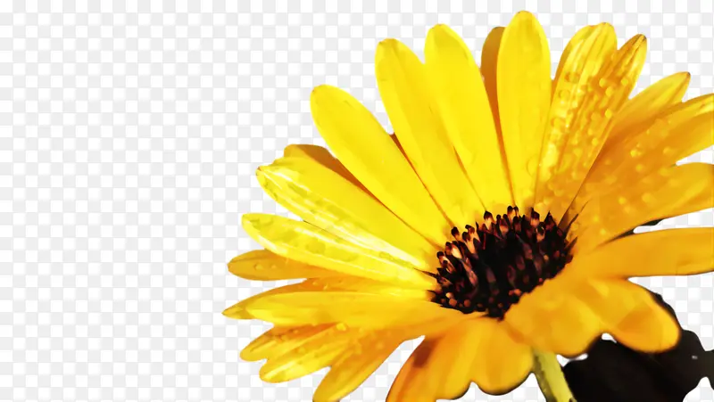 ���پ� ���� ����-������