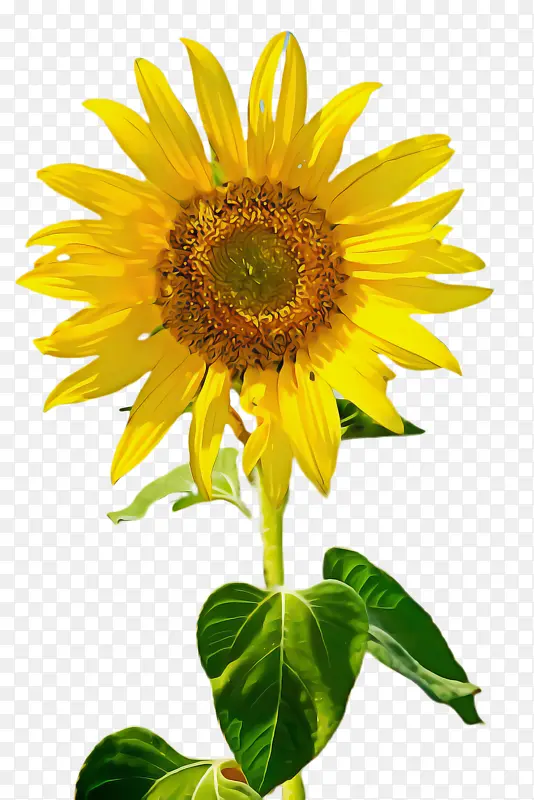 ���տ� �� ֲ��-������