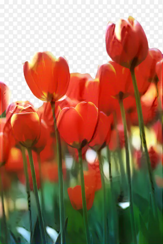 ������ ���� ֲ��-������