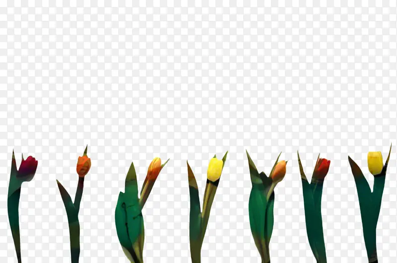 ������ �� ֲ��-������