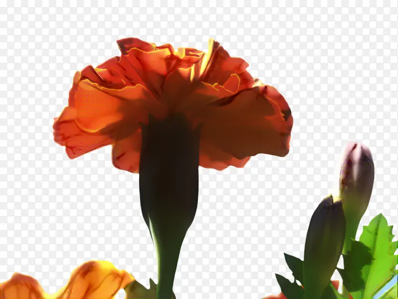 ���پ� ���� ����-������