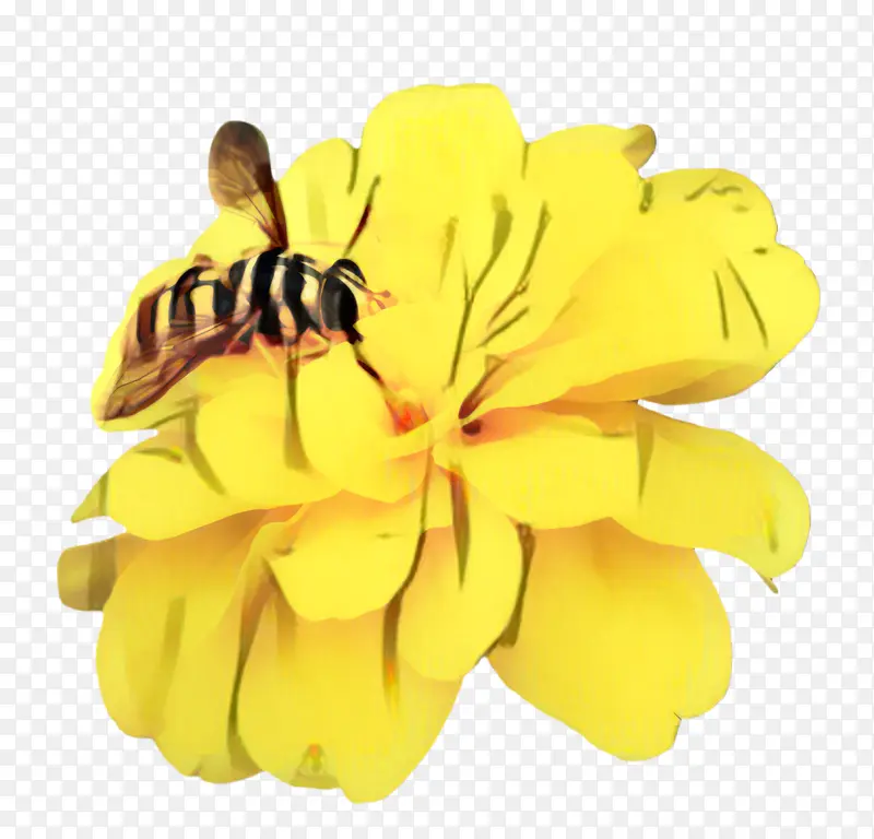 ���پ� ���� ��-������