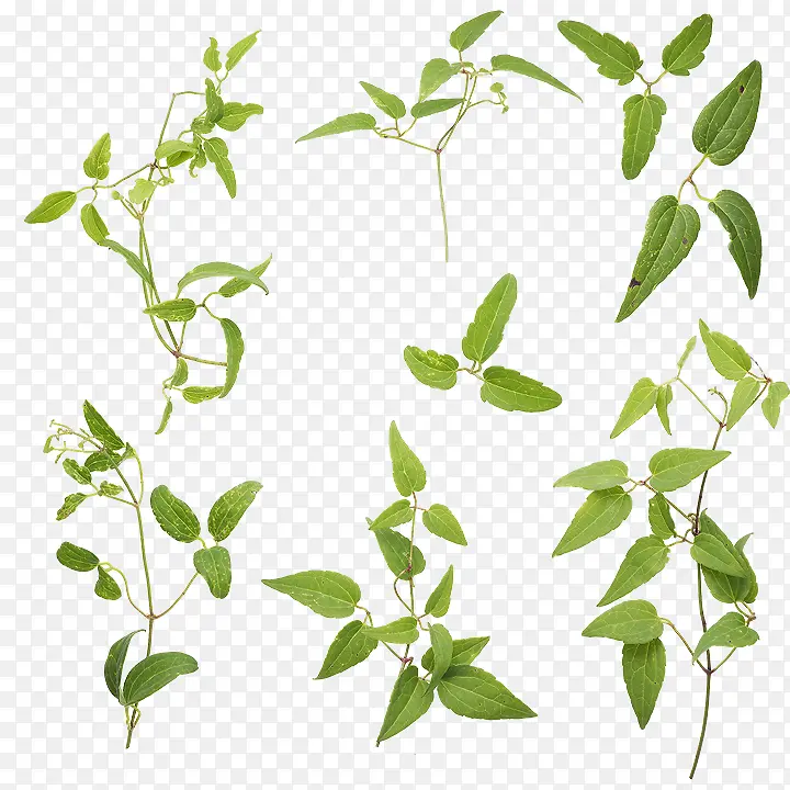 ��֦ ֲ�ﾥ ��ҩ-������