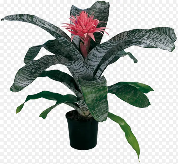 ֲ�� ����ֲ�� ��԰-������