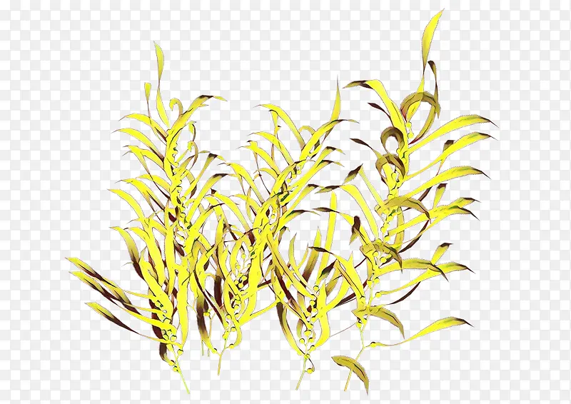 ��ͨ �� ֲ�ﾥ-������