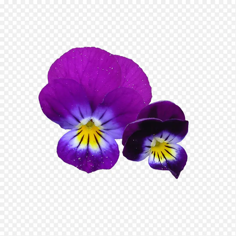 ��ɫ�� ֲ�� �л���-������