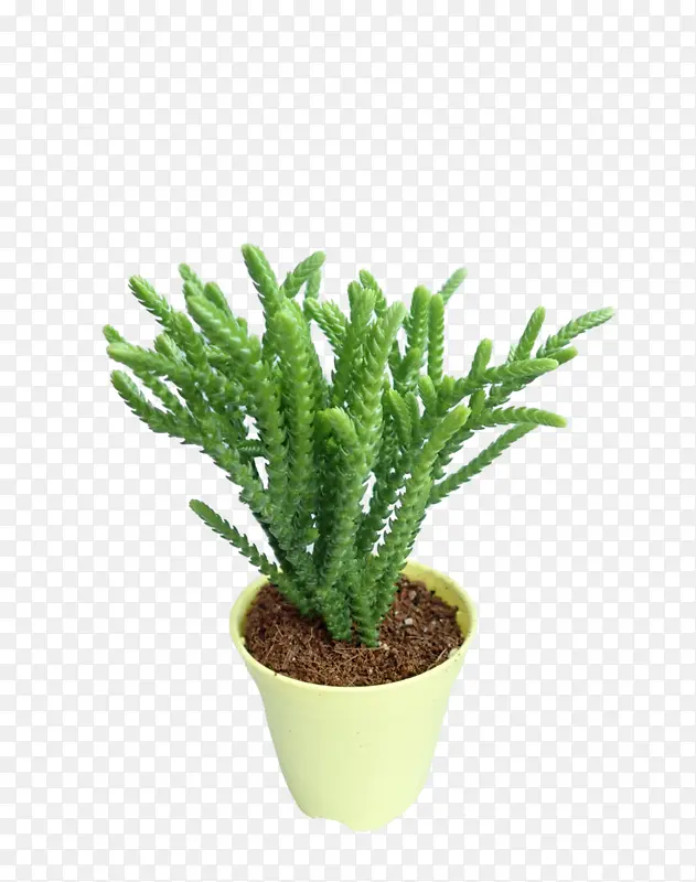 ������ ������ ����-������