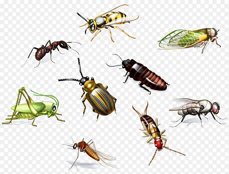 ���� ���� �۷�-������