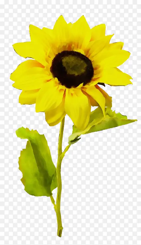 ˮ�ʻ� ���� ʪī-������