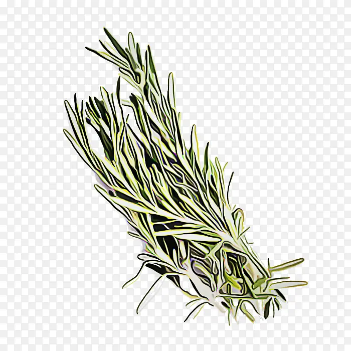 �Ե��� ֲ�� ��-������