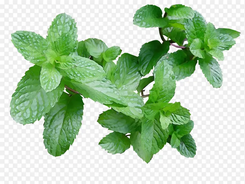 ˮ�ʻ� ���� ʪīˮ-������