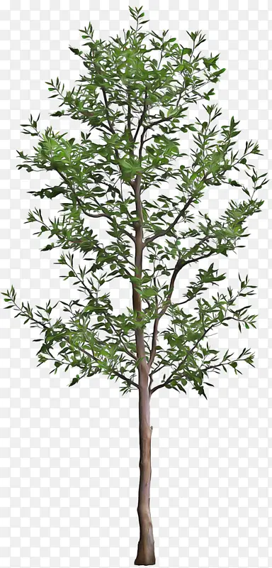 �� ֲ�� ��-������