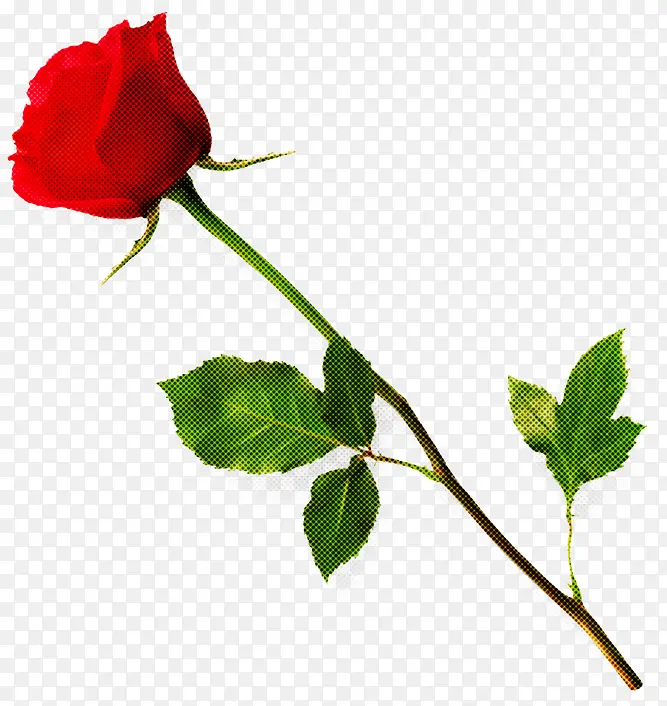 �� ����ֲ�� ֲ��-������