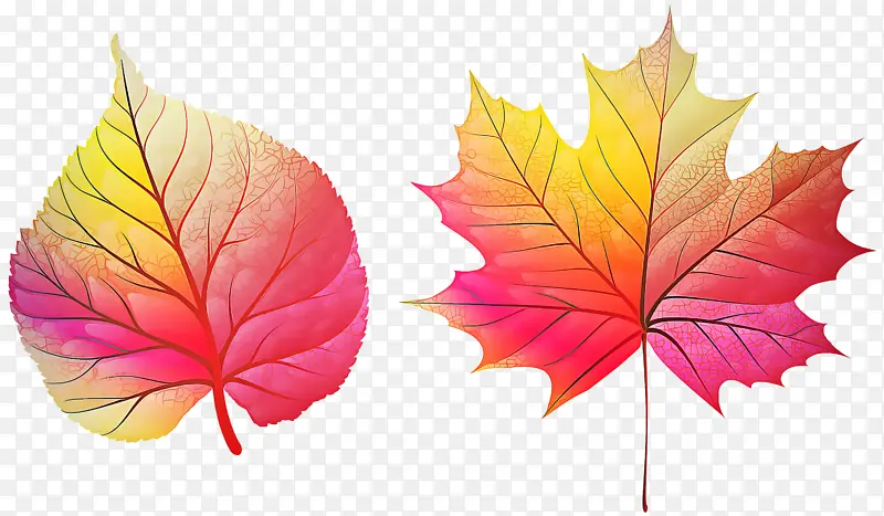 Ҷ �� ��Ҷ-������