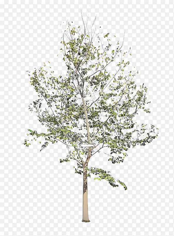 �� ֲ�� ��ɫ-������