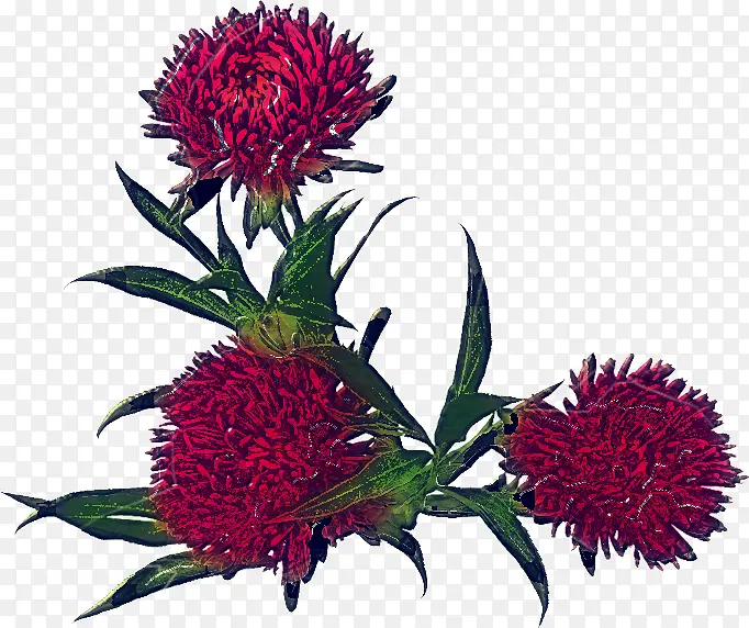 ���� ����ֲ�� ֲ��-������