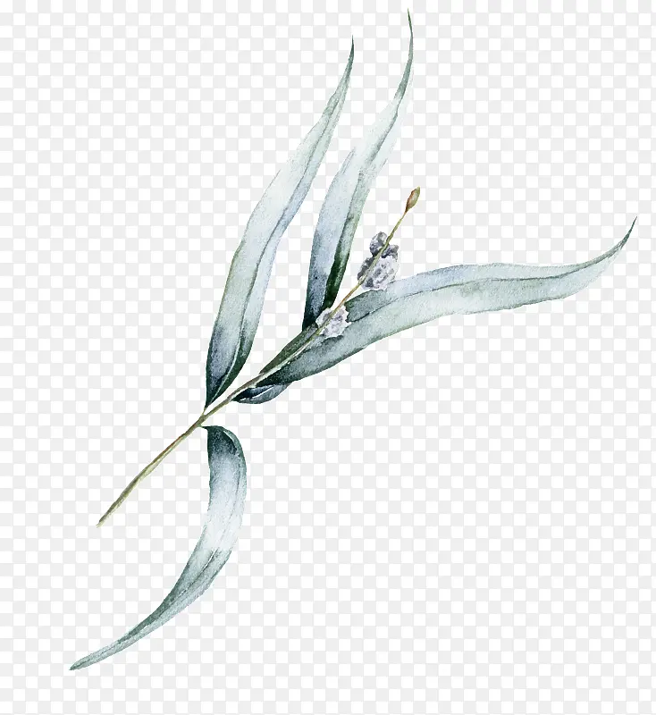 Ҷ�� ֲ�� ʱ������-������