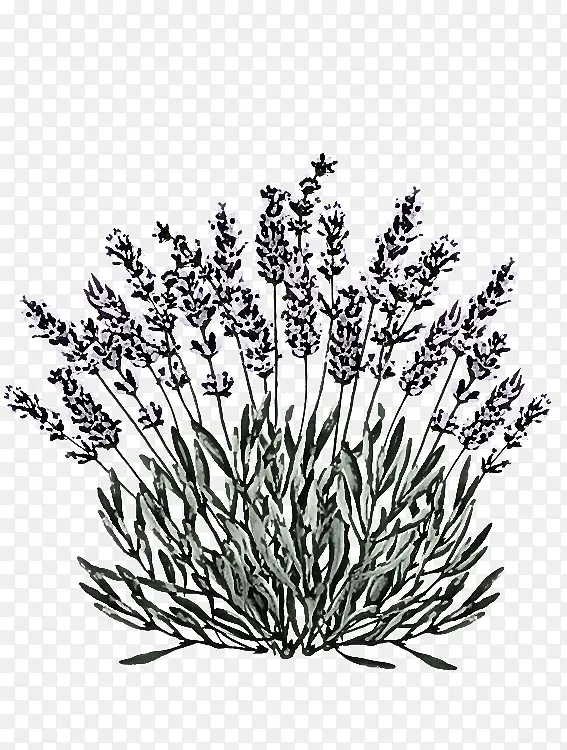 �� ֲ�� ޹�²�-������