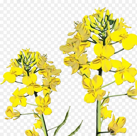 ˮ�ʻ� ���� ʪī-������