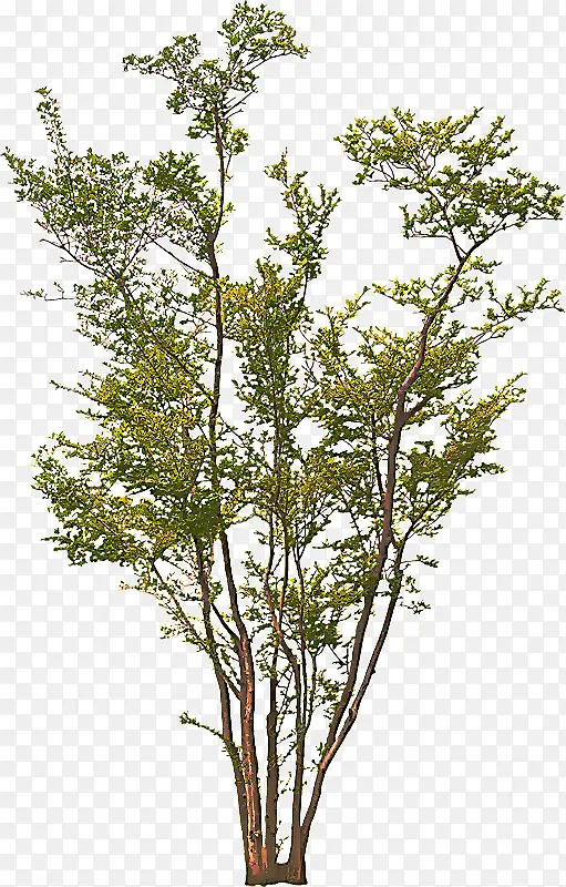 �� ֲ�� ��֦-������