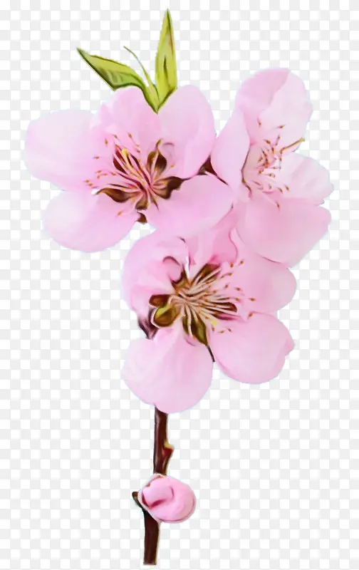 ˮ�ʻ� ���� ʪī-������