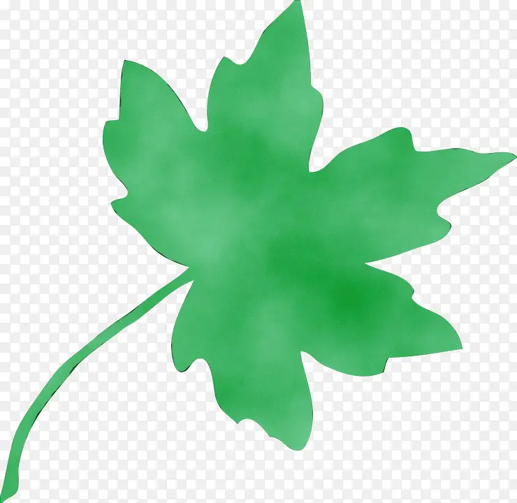 ľ��ֲ�� ʪֲ�� ��Ҷ-������