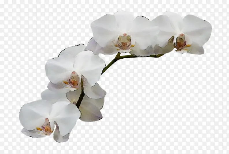 ˮ�� ���� ʪī-������