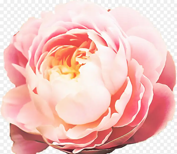 ���� ����ֲ�� ��԰õ��-������