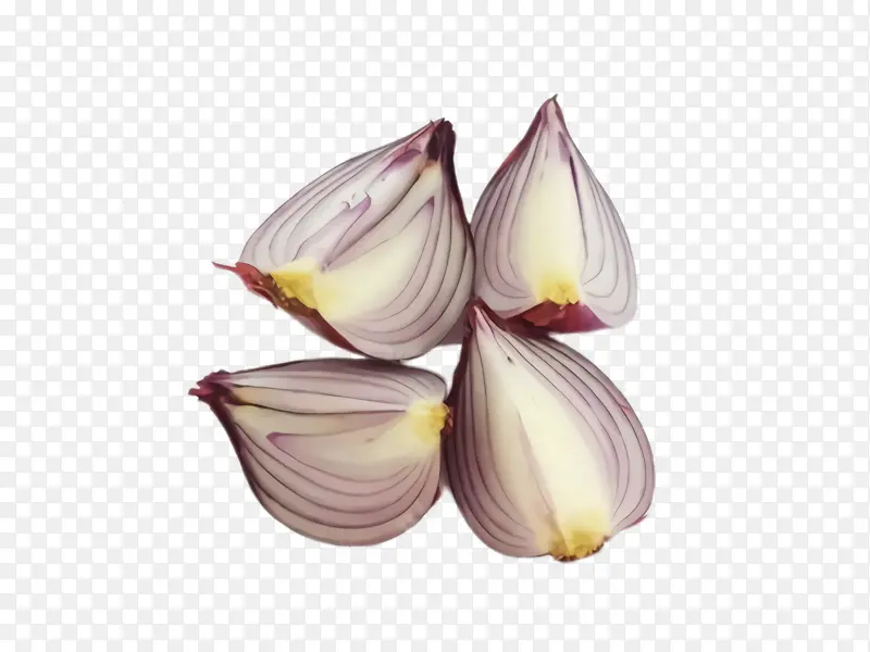 ���� ֲ�� ѿ-������