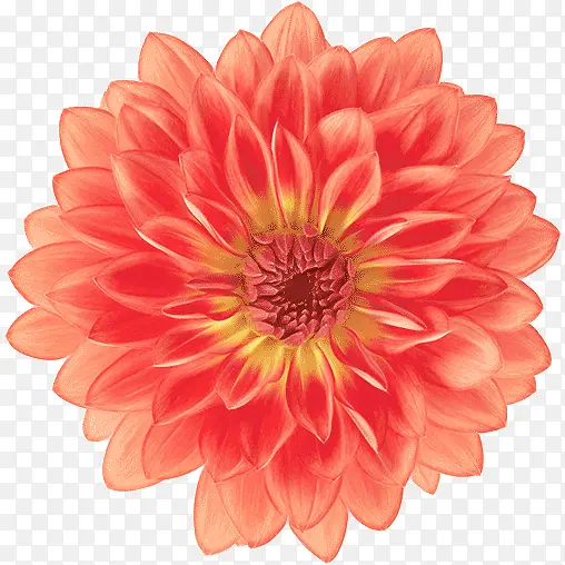 ���� ����ֲ�� ����-������