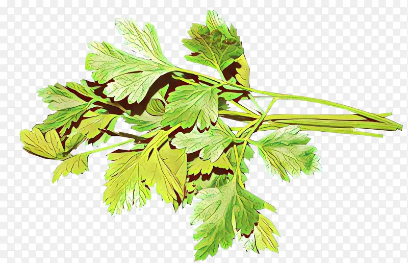 ��ͨ ֲ�� ��-������