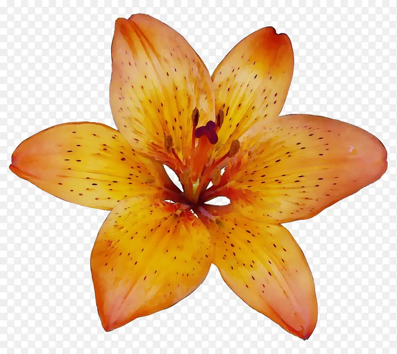 ˮ�� ���� ʪī-������