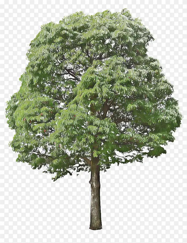 �� ֲ�� ľ��ֲ��-������