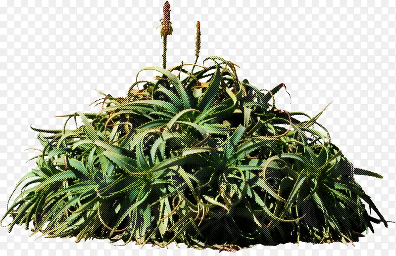 �� ֲ�� ��-������