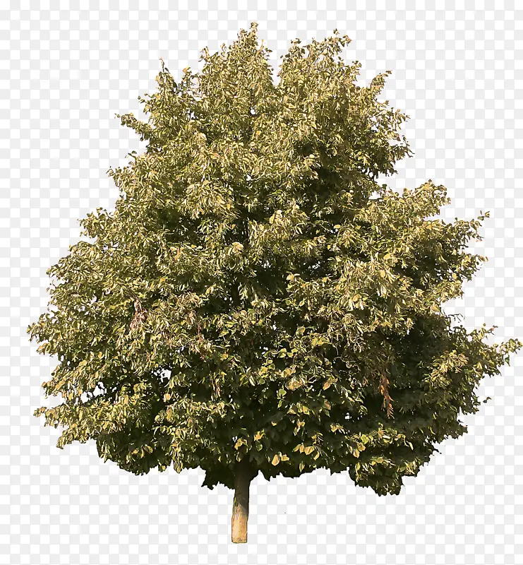 �� ֲ�� ľ��ֲ��-������