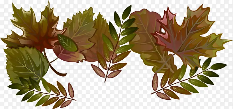 Ҷ�� ֲ�� ��-������