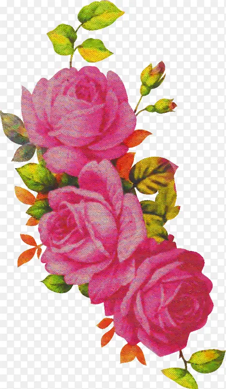 ���� ����ֲ�� ��ɫ-������