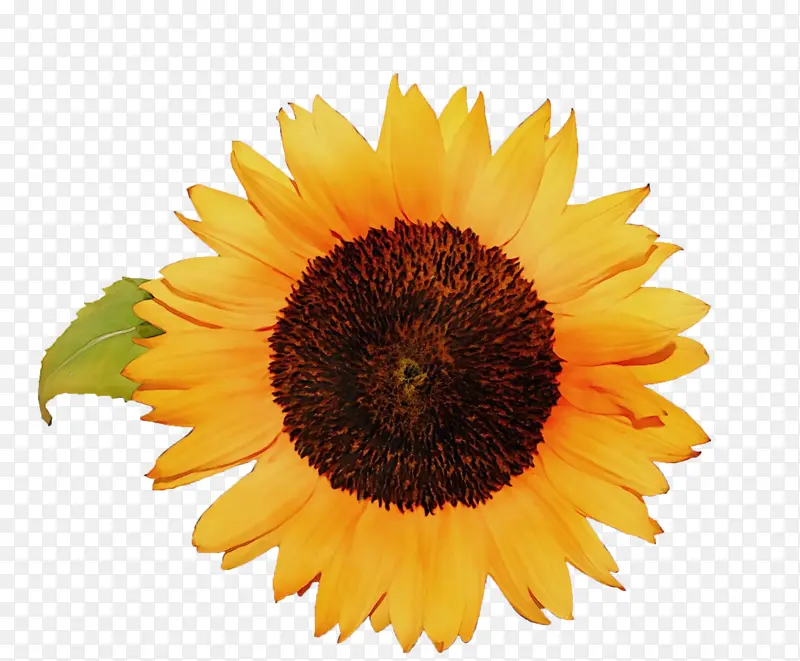 ˮ�ʻ� ���� ʪī-������