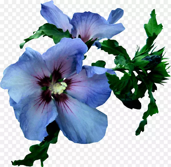 ������-����(��)-������