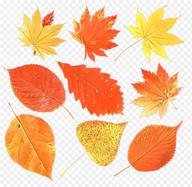 ��ͨ ��Ҷ ��ľ-������