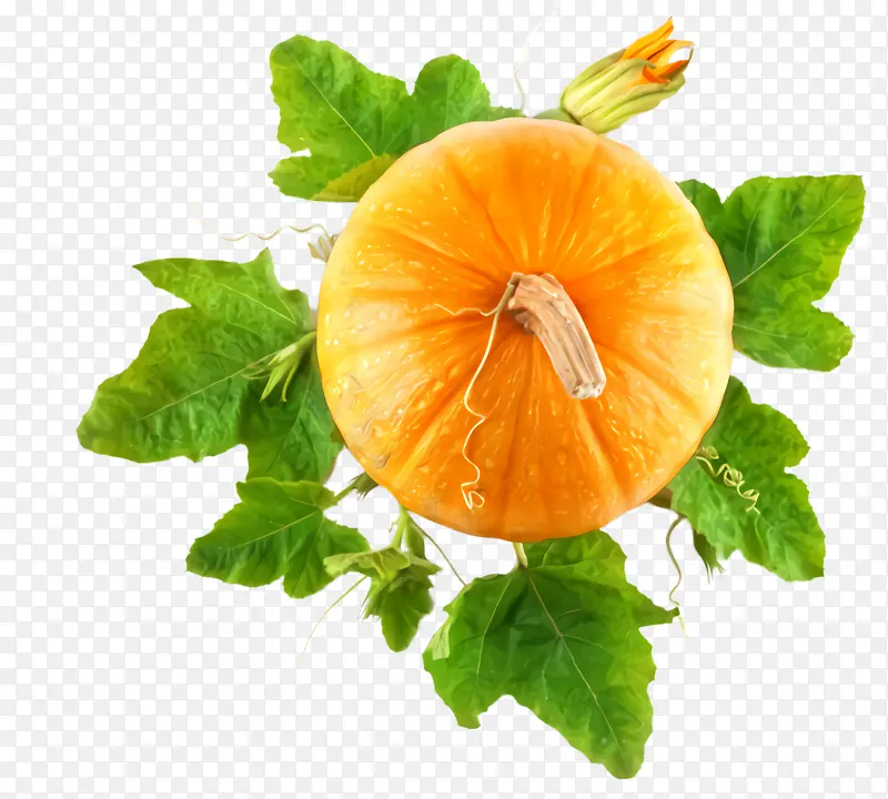 ʳƷ ֲ�� �߲�-������