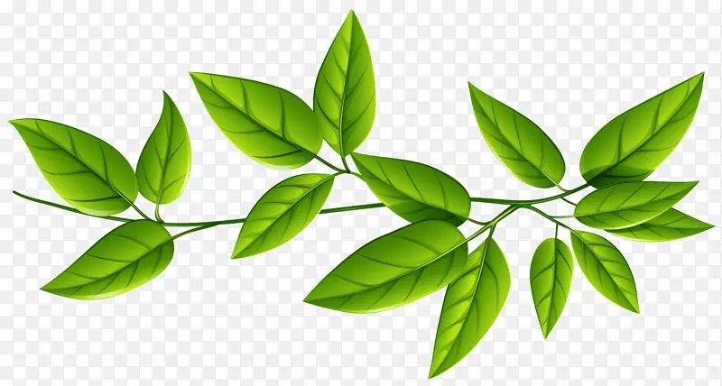 Ҷ ֲ�� ��-������